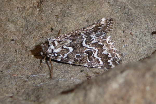 Alvaradoia numerica, Noctuidae